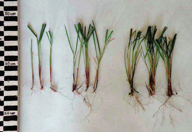 Three-year-old maternal plants of southern