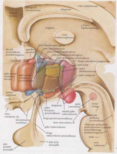 nadwzrokowe jądro przykomorowe jądro nadskrzyżowaniowe część środkowa - guzowa jądro
