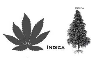 Układ endokannabinoidowy Ludzki endogenny kannabinoid: anandamid Pochodna roślinna z konopii indyjskich Cannabis sativa/indica: cannabidiol (CBD)/ tetrahydrokannabinol (THC) W obrębie układu