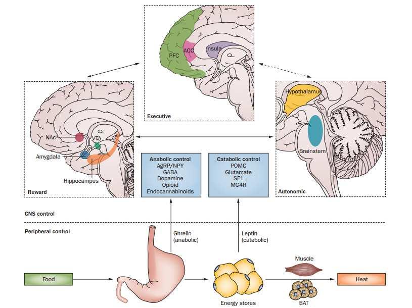 Układ nagrody Uczenie się Pamięć Motywacja Korowe szlaki wykonawcze Kontrola autonomiczna Richard, D. Nat. Rev. Endocrinol. 11, 489 501 (2015)