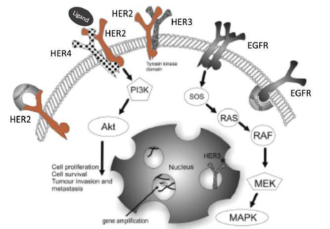 Inhibitory kinaz tyrozynowych w NDRP EGFR erlotynib gefitynib icotinib afatynib dakomitynib neratynib ozymertynib 1