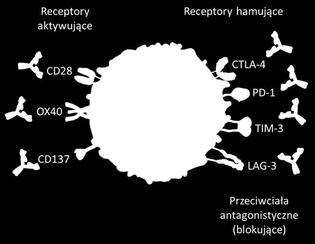 Blokada punktów kontrolnych (niwolumab) Receptor zaprogramowanej śmierci-1 (PD-1) jest ujemnym regulatorem aktywności limfocytów T.
