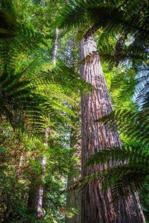 Niebieskie, Tarawera (0,30h) Godz. 12.00-13.