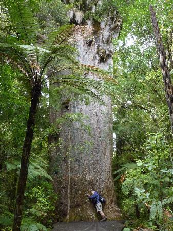 - Przejazd do Waipoua Kauri Forest (Lunch-box) (3,00h) - Spacer po lesie pomiędzy drzewami