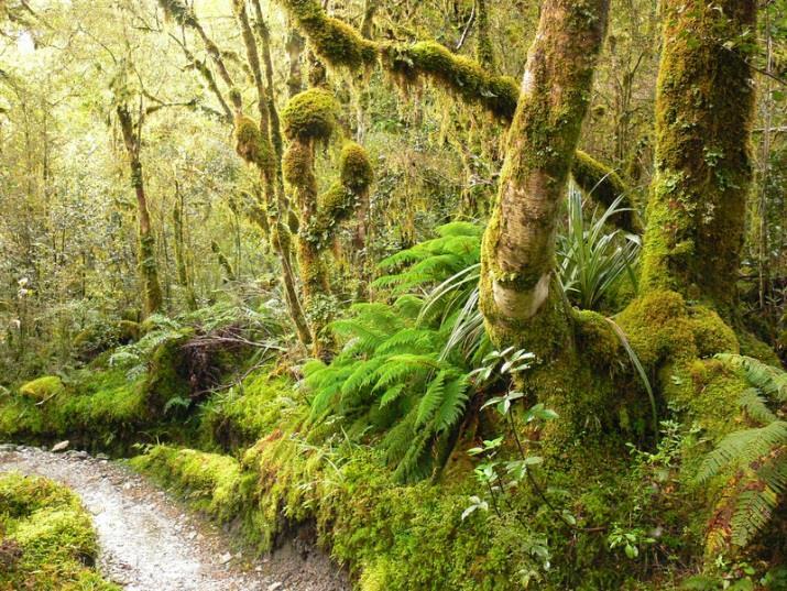 NOWA ZELANDIA Nową Zelandię niegdyś porastały bujne lasy, poza płaskowyżem na Wyspie Południowej, gdzie występują stepy. Jednak ze względu na zapotrzebowanie na drewno część z nich została wycięta.