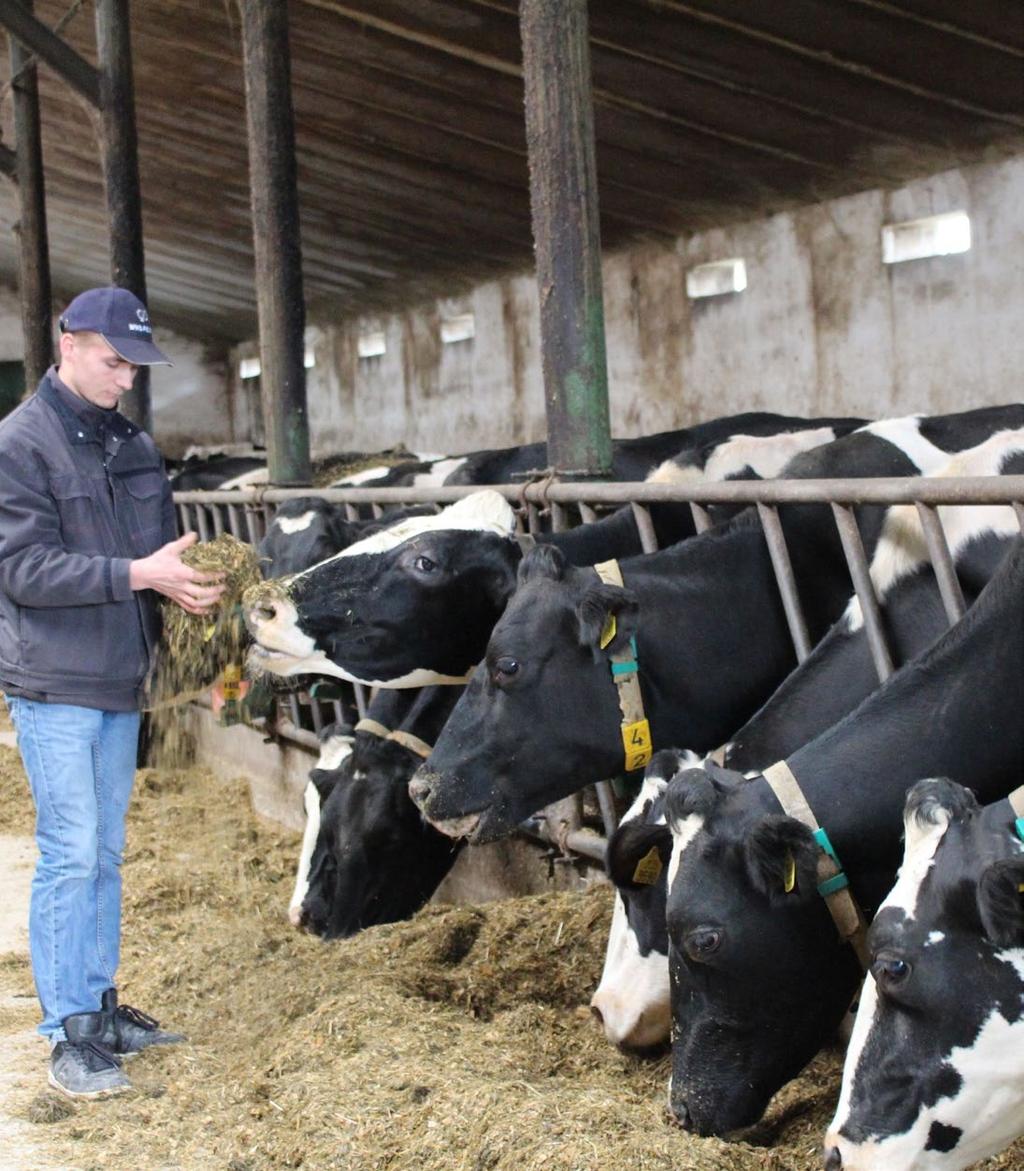 Chów bydła w Polsce jest prowadzony w trzech głównych kierunkach: mlecznym (głównie południowo-wschodnia i centralna Polska) główny kierunek, mięsno-mlecznym (głównie północno-zachodnia Polska;