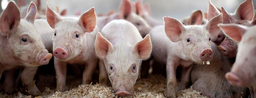 Duże pogłowie trzody chlewnej wynika przede wszystkim z: dominacji w naszym kraju zbożowo-ziemniaczanej produkcji roślinnej, stanowi ona podstawę bazy żywieniową świń, łatwości i szybkości uzyskania