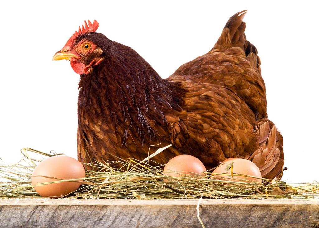 Chów kur dostarcza nam jaj i tzw. brojlerów czyli młodych osobników rzeźnych.