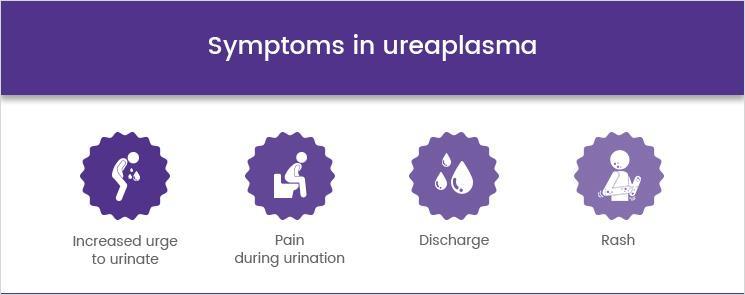 Ureaplasma urealyticum Powoduje zakażenia głównie w obrębie dróg moczowow-płciowych, może występować bezobjawowe nosicielstwo. Transmisja zakażenia podobnie jak M. genitalium. U.