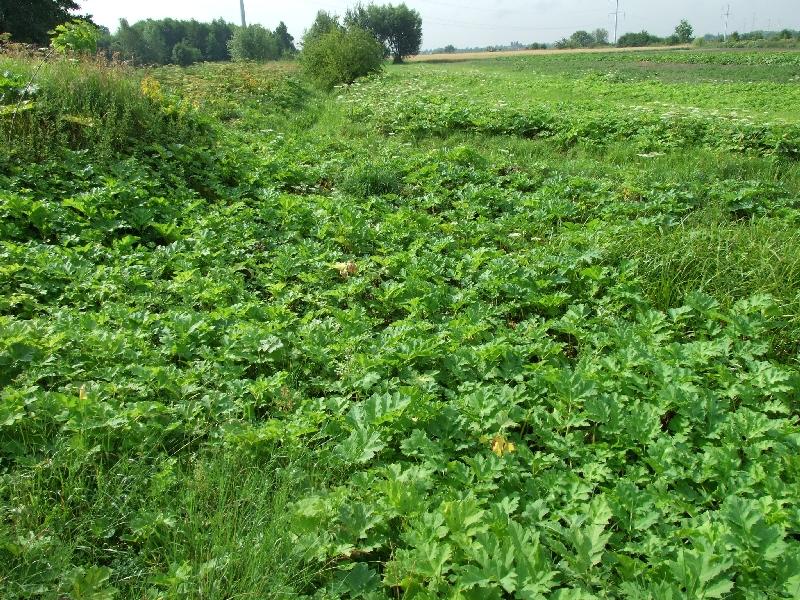 Artykuł 2 Wprowadzenie parzących barszczy do dolnośląskich upraw Michał Śliwiński Pierwsze introdukcje inwazyjnego barszczu Sosnowskiego nastąpiły w latach 70. XX wieku, również na Dolnym Śląsku.