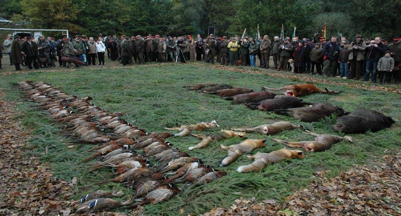 Zwyczaj dekorowania gałązką złomu honoruje myśliwego oraz jest wyrazem czci upolowanej zwierzyny grubej. Złom to odłamana (nieodcięta!