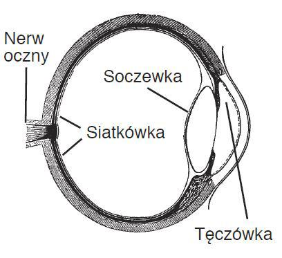 Światło gwiazd w twoich oczach z poradnika AAVSO Variable Star Astronomy Oko ludzkie przypomina aparat fotograficzny.