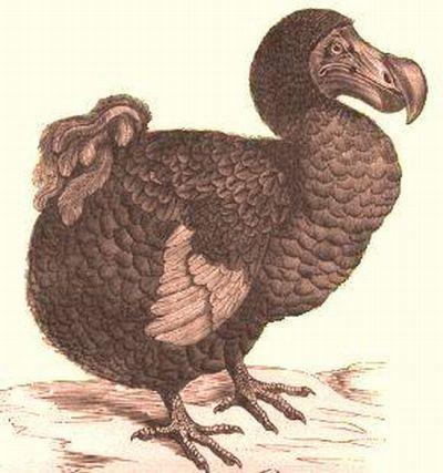 Zwierzęta, które wyginęły z winy człowieka DODO Przez tysiące lat na wyspie Mauritius na Oceanie Indyjskim żył dront, którego nazwano dodo.