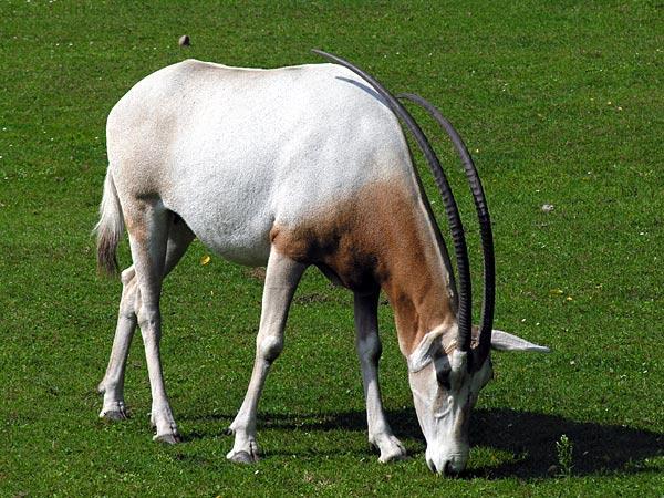 Zwierzęta, które wyginęły z winy człowieka ORYKS SZABLOROGI zamieszkiwał całą Afrykę Północną.