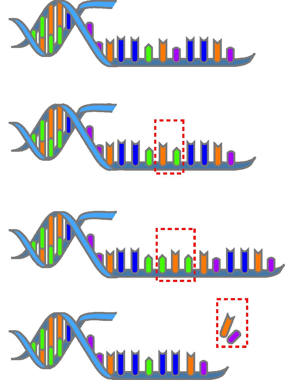 DNA Mutation DNA C A A G C T A A C T Normal gene C A A G C G A A C T Single