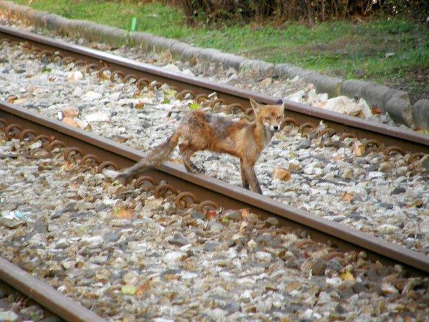 Wpływ linii kolejowych na środowisko przyrodnicze Ograniczenie wpływu linii kolejowych na migrację zwierząt Efekt barierowy Czy linie kolejowe stanowią barierę nie do pokonania?