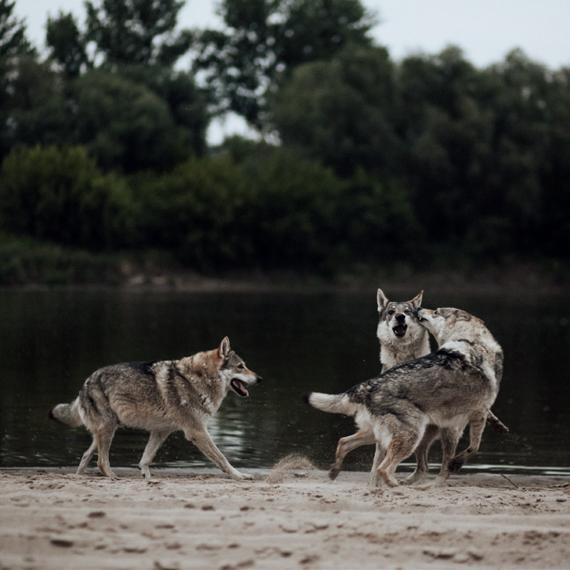 SYMBOL WOLNOŚCI Wilk to symbol wolności i niezależności. Jest mądry, wytrwały i pełen determinacji.