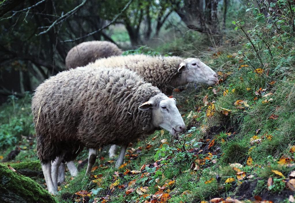 Systemy chowu owiec i efekty odcowu jagniąt ras rodzimych THE CHARACTERISTICS OF SHEEP BREEDING SYSTEMS AND THE EFFECTS OF LAMB REARING ON FAMILY FARMS, WHICH KEEP CHOSEN NATIVE SHEEP BREEDS Summary