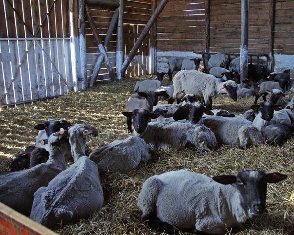 Stado owiec jest żywione w systemie pastwiskowym.