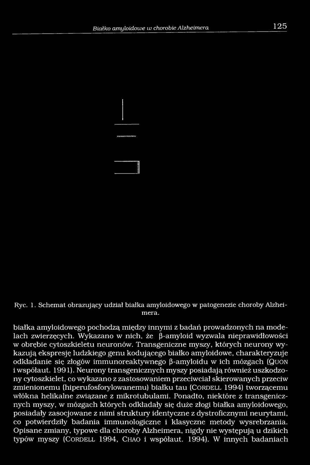 Transgeniczne myszy, których neurony wykazują ekspresję ludzkiego genu kodującego białko amyloidowe, charakteryzuje odkładanie się złogów immunoreaktywnego ß-amyloidu w ich mózgach (Q uon i współaut.