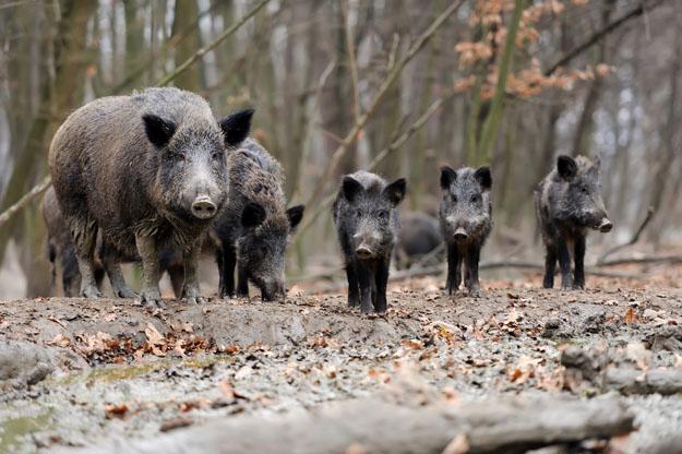 Update on epizootic situation ASF cases in wild boar in 2018 Since last PAFF 206 new cases,