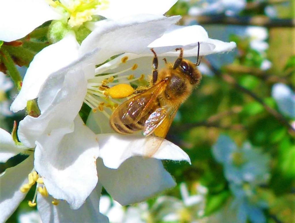 Rola pszczół w życiu człowieka Produkcja jednej trzeciej żywności i 90% owoców na świecie zależy od zapylania przez owady, głównie przez pszczoły Europejskie owady zapylające w ciągu roku wykonują