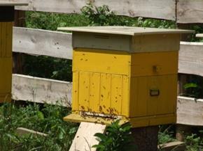 Przykład zajęć na temat ochrony pszczół Temat: Ratujemy pszczoły Uczestnicy: Uczniowie klas III-VII szkoły podstawowej Cele ogólne: uświadomienie uczniom roli pszczół w życiu człowieka, uwrażliwienie