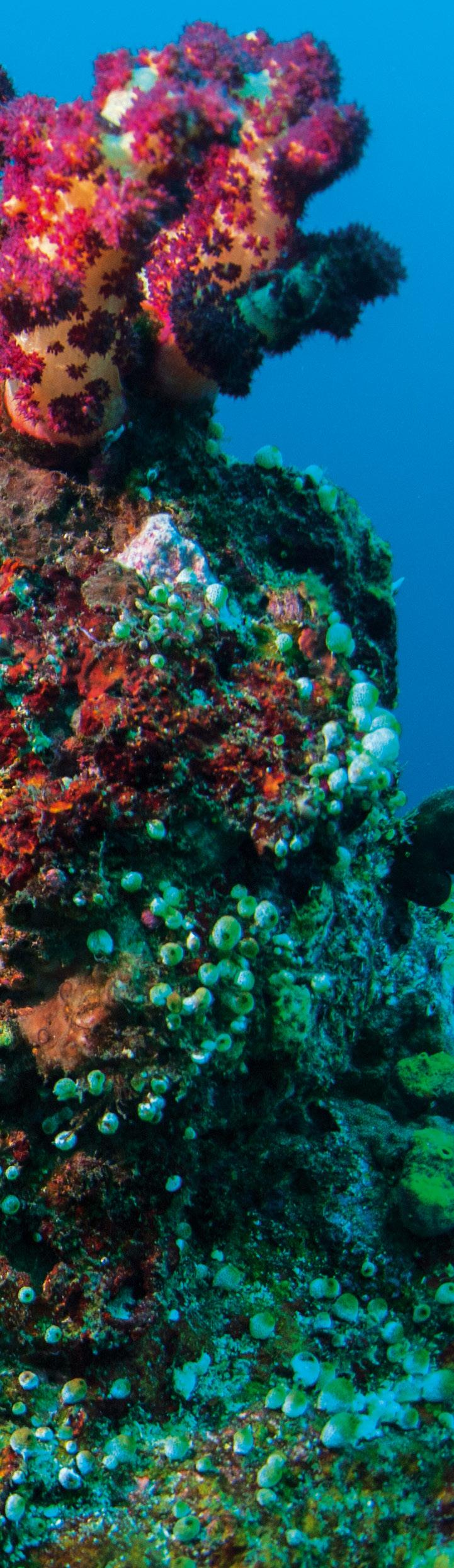 POKARMY DLA KORALOWCÓW Większość korali spotykanych w akwariach to gatunki żyjące w symbiozie z algami (zooksantelle). Proces fotosyntezy, który prowadzą zooksantelle, wymaga dostępu do światła.