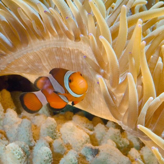 Jednak, aby korale rosły, potrzebują też innych składników, które czerpią w drodze odżywiania heterotroficznego, wyłapując z wody morskiej fito- i zooplankton oraz substancje organiczne rozpuszczone