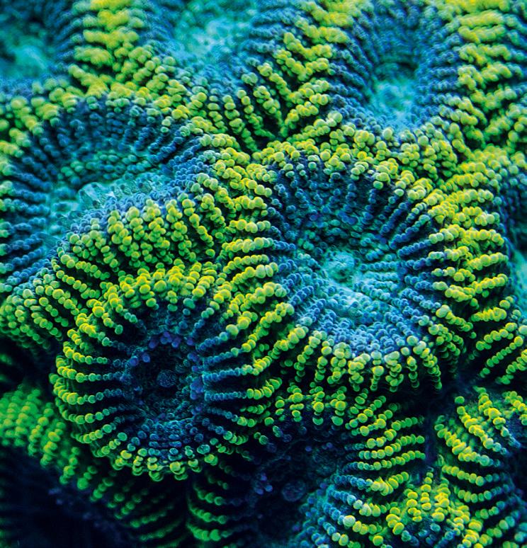 MARINE POWER CORAL FOOD LPS MINI GRANULES pokarm z algami i skorupiakami dla koralowców pokarm ze skorupiakami i mięczakami morskimi oraz 5 gatunkami alg w postaci tonącego minigranulatu (0,8-1,0 mm)