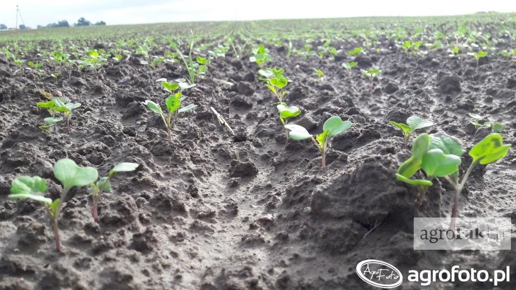 Na zdjęciu widać rzepak po całym tygodniu mocnych opadów deszczu stan na 8 września 2017 (Źródło: Agrofoto.pl; użytkownik: kuba24051). Ubezpieczenie rzepaku od chorób?