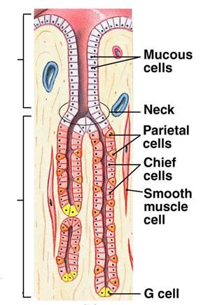 Komórki zewnątrz- i wewnątrzwydzielnicze gruczołów żołądkowych dołek żołądkowy komórki śluzowe (śluz) przewężenie komórki okładzinowe (HCl) gruczoł żołądkowy