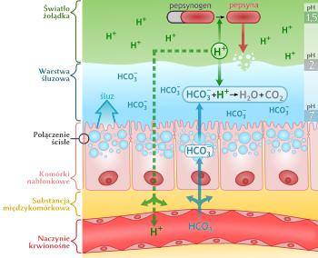 Bariera śluzówkowa (śluzowo-alkaliczna) światło żołądka warstwa śluzowa ph=1,5 Zasadowy śluz ph=2 zawierający dwuwęglany tworzy warstwę