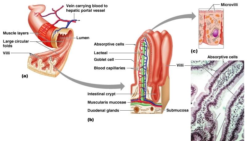 JELITO CIENKIE: mikrokosmki fałdy okrężne kosmki jelitowe naczynia krwionośne