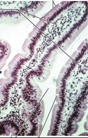 do wchłaniania: fałdy okrężne (3x) kosmki jelitowe (10x) mikrokosmki enterocytów