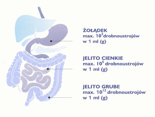 JELITO GRUBE: przesuwanie treści (skurcze odcinkowe,