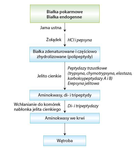 białko trypsyna