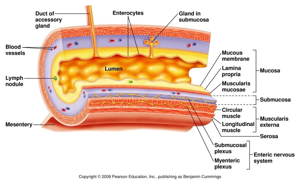 Budowa ściany przewodu pokarmowego przewód wyprowadzający komórki nabłonka gruczoł (komórki zewnątrzwydzielnicze) naczynia krwionośne grudka chłonna nabłonek blaszka właściwa światło błona śluzowa