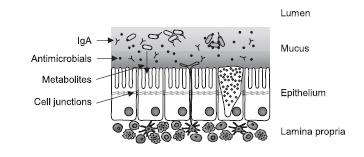 mikrobiologiczna (mikrobiota/mikrobiom):