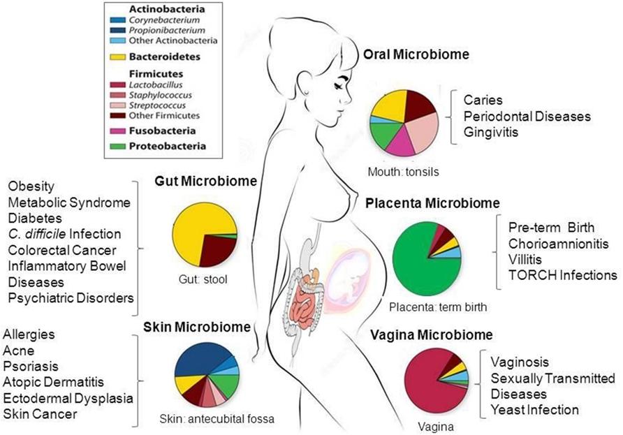 1013-1014 komórek, 400-1150 gatunków jama ustna Otyłość Zespół metaboliczny Cukrzyca