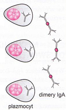 wychwytywanie antygenu aktywacja limfocytów T pomocniczych (węzeł krezkowy) aktywacja limfocytów B