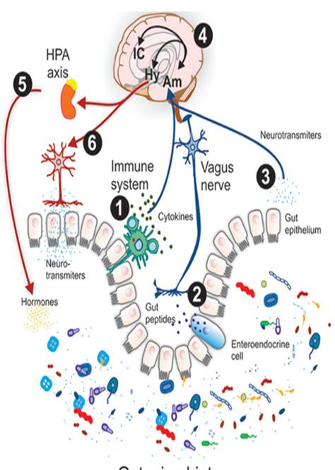 Oś jelita-mózg oś HPA neurotransmitery: układ odpornościowy nerw błędny cytokiny krótkołańcuchowe KT probiotyki prebiotyki prawidłowa dieta nabłonek jelitowy neurotransmitery hormony: CRH, kortyzol