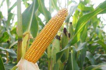 STRONA 40 Odmiany kukurydzy na kiszonkę / sezon 2019 PROSNA Odporność i wigor MONDARIUS