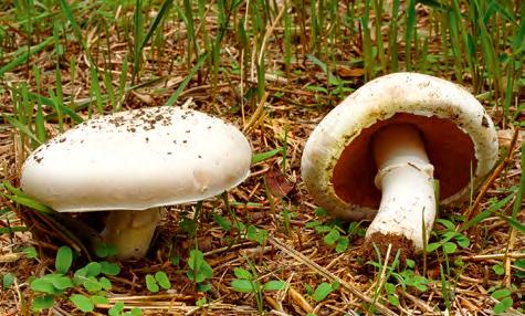 V-X VII-XI Pieczarka łąkowa Agaricus campestris Kapelusz półkolisty, a u starszych owocników rozpostarty. Powierzchnia jedwabiście biała, z wiekiem jasnobrązowa. Trzon biały z błoniastym pierścieniem.