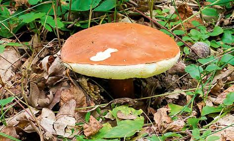 Obecnie wyróżnia się szereg blisko spokrewnionych gatunków. Koźlarz grabowy Leccinum pseudoscabrum, koźlarz różnobarwny Leccinum variicolor, koźlarz białawy Leccinum holopus wszystkie są jadalne.