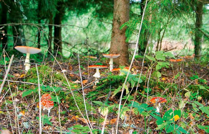 Soplówka jeżowata Hericium erinaceus rośnie w lasach liściastych ze starym drzewostanem. Forma, jak i wielkość owocnika mogą być imponujące, dochodzące do 30 cm średnicy.