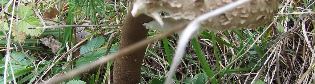 nie tylko zbierania grzybów, ich identyfikacji, ale także - zachowania się w lesie na grzybobraniu.