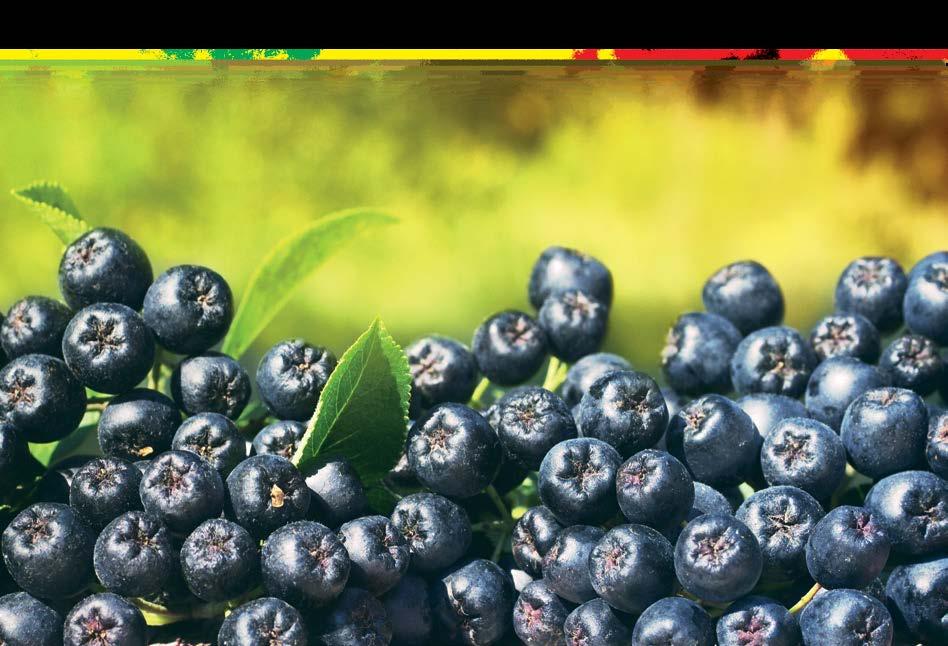 Preparaty ziołowe Ojca Grzegorza Sroki Zatrucie metalami ciężkimi sprzyja nowotworom Zespół profesora Jana Lubińskiego z Pomorskiego Uniwersytety Medycznego wykrył, że ponad połowa z mieszkańców