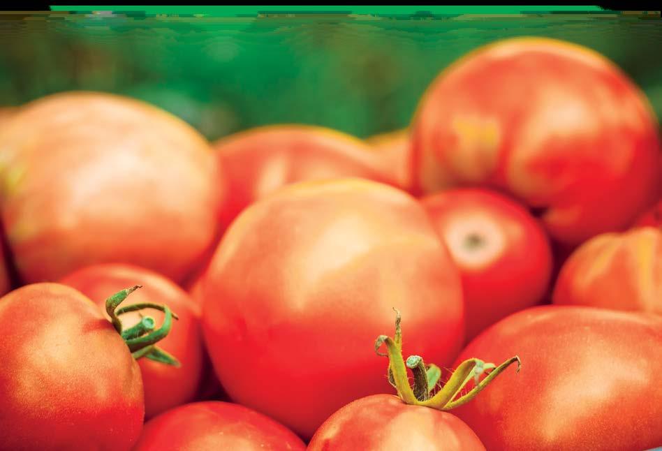 Preparaty ziołowe Ojca Grzegorza Sroki Pomidorowy czas Jest rzeczą powszechnie wiadomą, że dieta śródziemnomorska bogata w warzywa i owoce zmniejsza zapadalność na choroby układu krążenia, nowotwory,