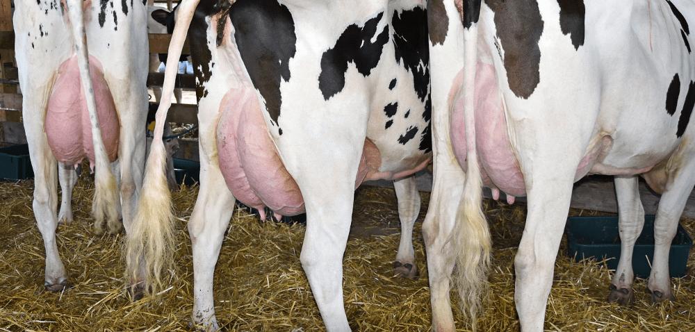 .pl https://www..pl Mastitis cichy wróg stada Autor: mgr inż.